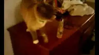 Cat Wants Treats