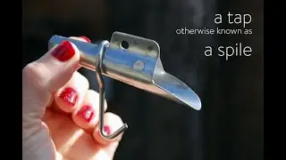 Tapping a Tree for Sap.