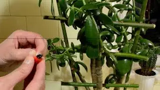 Опоры для цветов своими руками