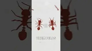 BOLA DE FORMIGA? 