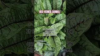 Red Veined Sorrel-Rumex sanguineus #seedtolife #aseedtolife