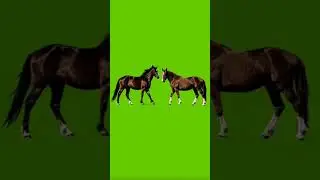Green screen horse video