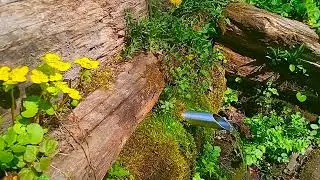 Nature )