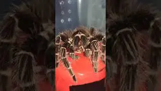 Кормление шикарной волосатой женщины Машеньки! / ласиодора парахибана.