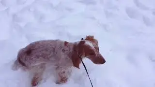 Прогулка с псом под музычку