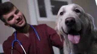 CANCER IN DOGS - Why are so many Dogs getting Cancer?