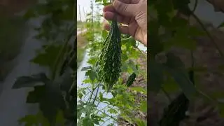 Unexpected Harvest: Farms First Bitter Gourd Surprise! #shorts #bittergourd #vegetable