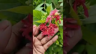 రాధామనోహరం #shorts #youtubeshorts #trending