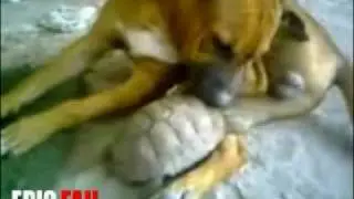 Укус за яйки