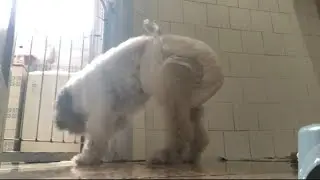 COMO COLOCAR A FRALDA GERIATRICA NO CACHORRO, uma ótima ideia para economizar