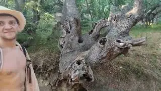 Мыс Айа, обзор растений бонсайного вида.