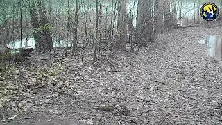 Лосиха с лосёнком  Фотоловушка заповедника Нургуш