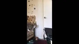 Beau tries what he learned from the Puma with a unicorn