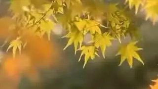 Загир Магомедов Белая берёза