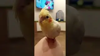 Хочу верчу 😂🦜