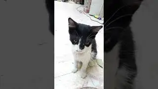 berduş'un akşam yemeği 😊 #cat #shortvideo