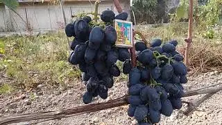 виноград - Рада