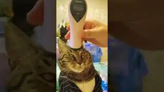 animals funniest video |funny video |