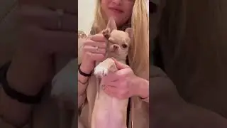 Тверк от чихуахуа 😳🤫