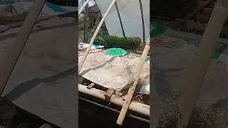 Cara Perawatan Cabe Di Persemean Sebelum Tumbuh