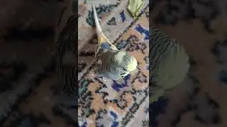 EVDE KÖPEK BALIĞI VAR! 😄#shorts