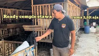 Review harga kambing Etawa ras Kaligesing di semoga berkah farm Blitar