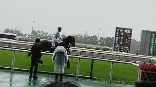 【高松宮記念2023】メイケイエール本馬場入場【現地撮影】