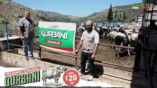 Qurbani Preparations Underway in Lebanon for Eid-ul-Adha 2024
