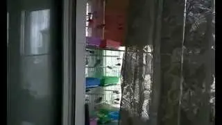 Осенний хор птиц