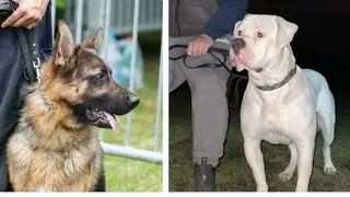The Most Important Quality for a Personal Protection Dog