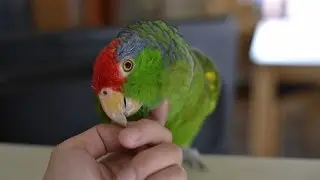 Bird's First Day Home:  What to Do
