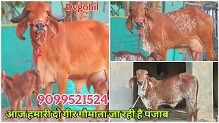 🍁गुजरात से पंजाब गई गीर गाय 😱😱 | Dvgohil | 9099521524
