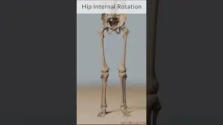Understanding Flexion, Extension, Rotation, and Circumduction