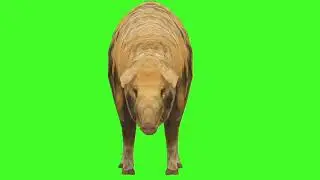 Green Screen Background Correcter In pig #eat   frontSide #animation #video  #youtube #greenscreen