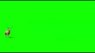 Deer running Green Screen Studio