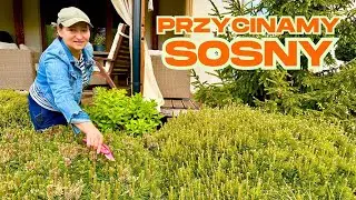 Przycinanie Sosny Jak i kiedy przycinamy Iglaki w ogrodzie