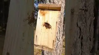 ЗАЧЕМ ШЕРШНИ В ХОЗЯЙСТВЕ ⁉️ 