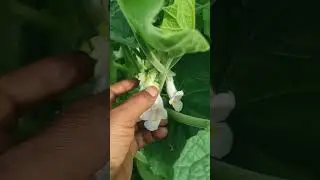 అర్ధరాత్రి ఆకాశాన్ని చూసే చెట్టు🥦🍀🌿