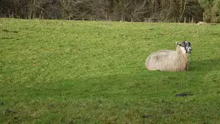 peak district dovedale thought it was going run at me when she stomped her foot