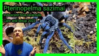 Pterinopelma sazimai  Blue Tarantula // Iridescent blue tarantula // care and Husbandry