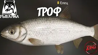 ЕЛЕЦ ТРОФЕЙНЫЙ - СУРА - РУССКАЯ РЫБАЛКА 4