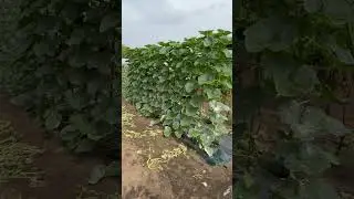 Дид билан килинган дехкончилик