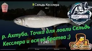 Russian Fishing 4. p. Akhtuba. Point for catching Kessler's Herring, Potania, etc.