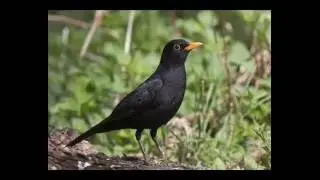 Kos Turdus merula