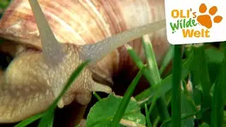Sind Schnecken wirklich so langsam? | OLI's Wilde Welt