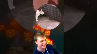 это что кошачья мята ? 