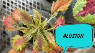КОЛЕУС ALUSTON / N1 В КОЛЛЕКЦИИ/ ОБЗОР МАЛЕНЬКОГО ЧЕРЕНКА, КОТОРЫЙ УКОРЕНИЛСЯ