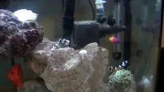 Saltwater Aquarium 3