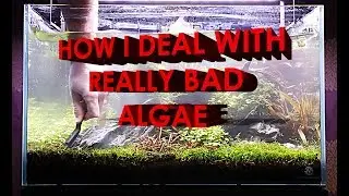 KILL PLANTED TANK ALGAE WITHOUT CHEMICALS!!