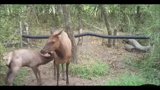 Cow Elk and Calf Interactions